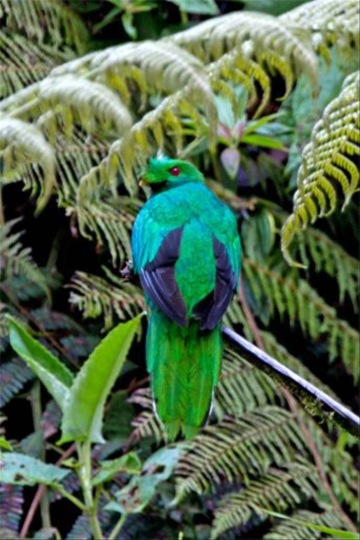 Crested Quetzal (Mike and Karen Galtry)