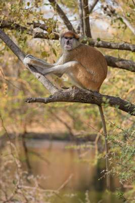 Patas Monkey, Senegal shutterstock_1484259674.jpg