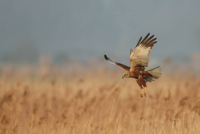 Marsh Harrier. shutterstock_192621611.jpg