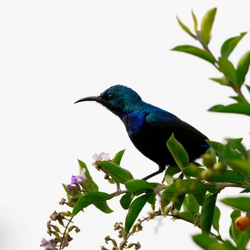 Purple Sunbird