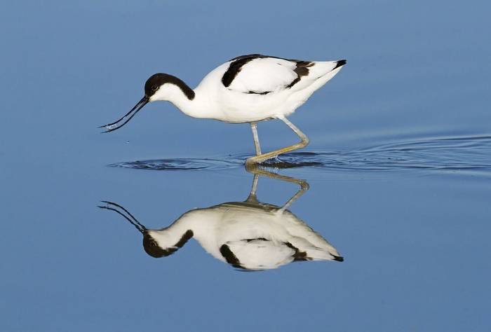 Pied Avocet by Kevin Elsby
