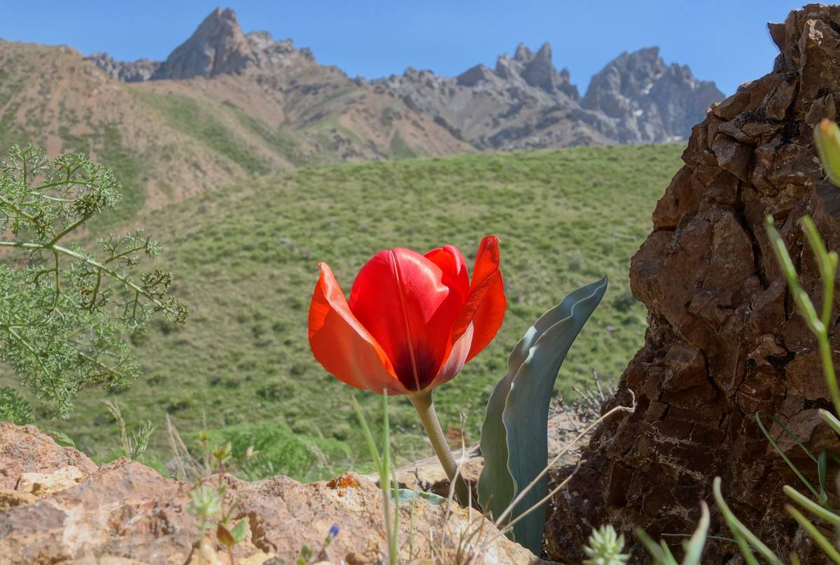 Tulipa-Greigii-shutterstock_663531400.jpg