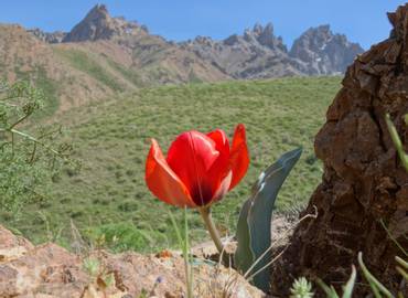 Tulip Meadows of Kazakhstan & the Tien Shan Mountains