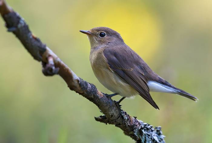 Red-breasted Flycatcher shutterstock_1671538966.jpg