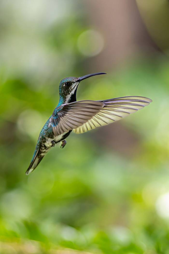 Black-throated Mango © Francisco Muñoz.jpg