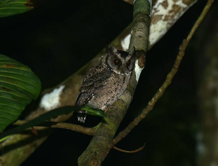 Everett's Scops Owl (Bohol)