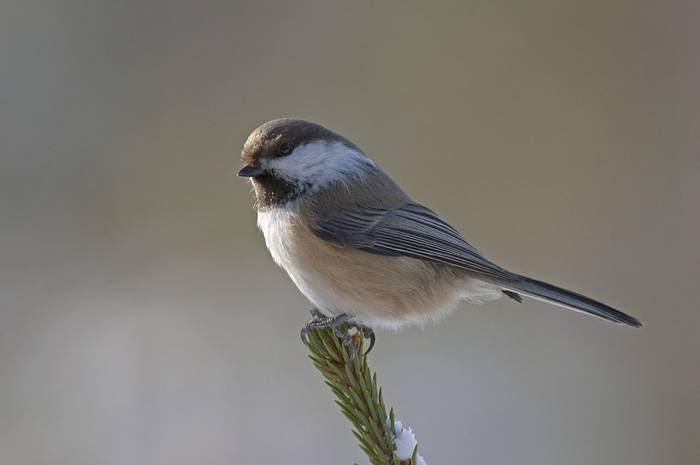 Siberian Tit (Jari Peltomaki)