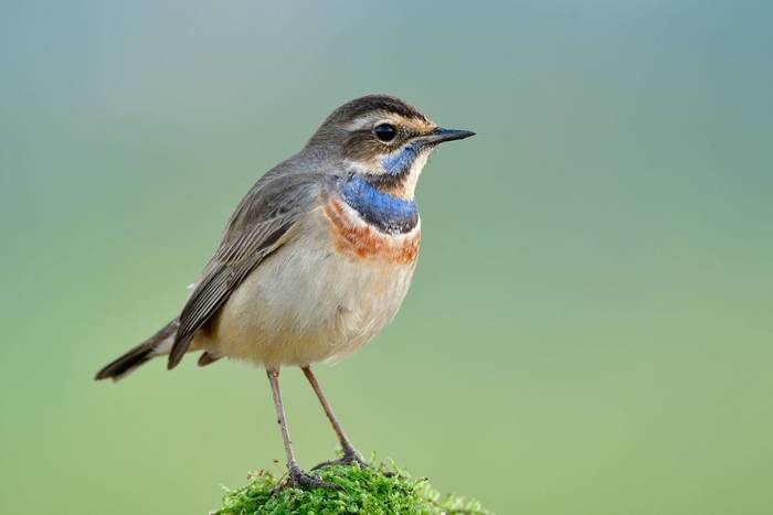 Bluethroat shutterstock_1893564019.jpg