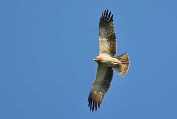 Booted Eagle Shutterstock 1123867133