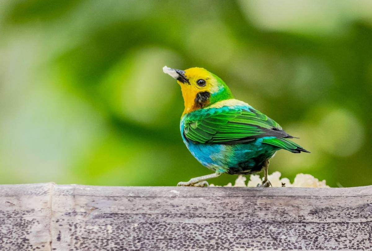 Multicoloured Tanager  HR 