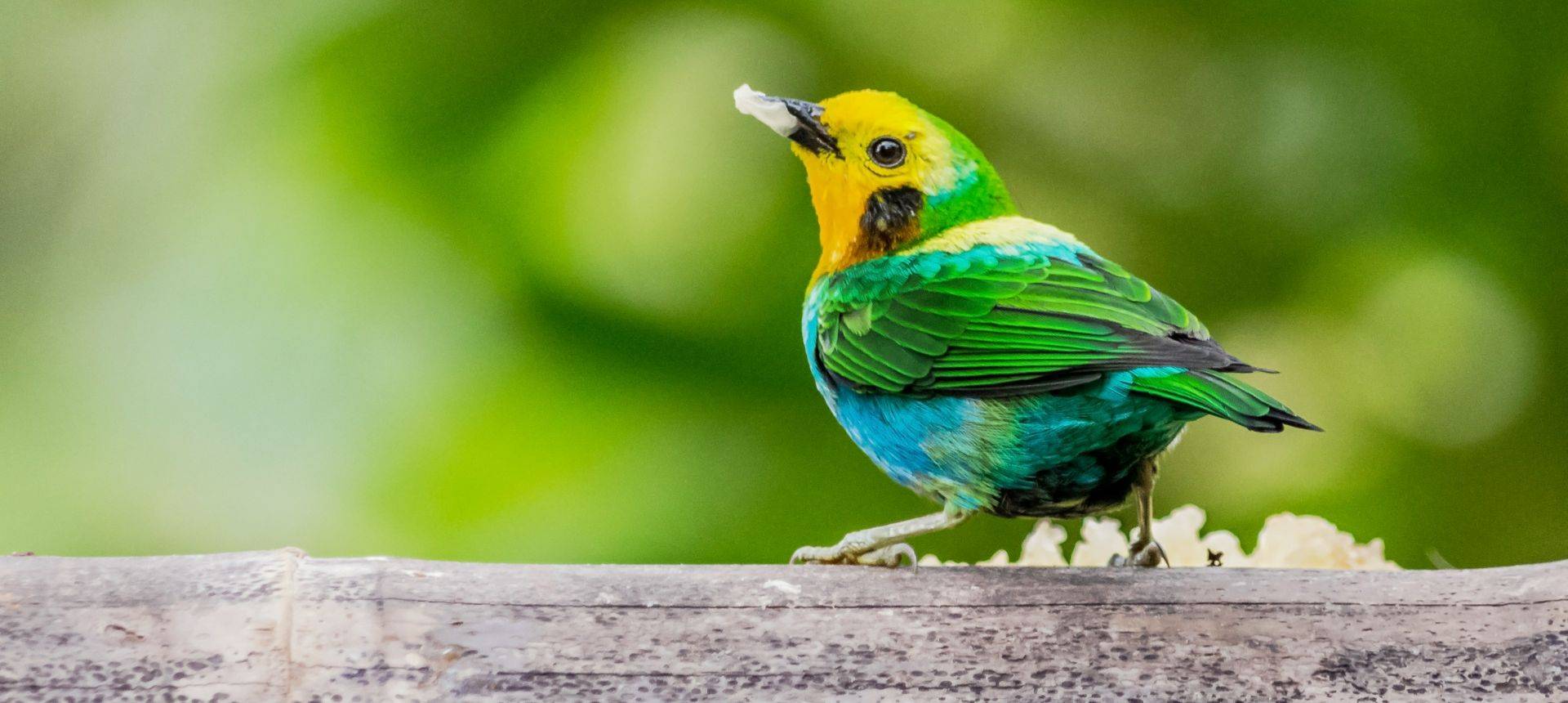 Multicoloured Tanager HR
