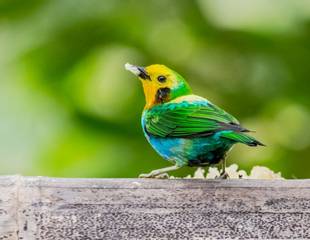 Colombia - Multicoloured Tanager Tour