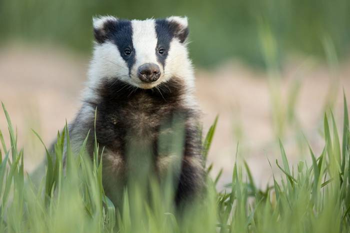 Badger