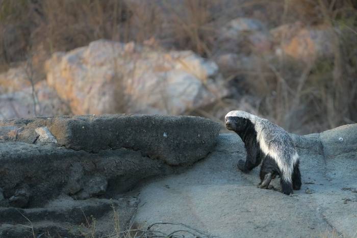 Honey Badger, Kruger, South Africa shutterstock_2241193119.jpg