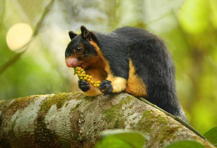 Sri Lankan Giant Squirrel, Sinharaja Rainforest, Sri Lanka shutterstock_381103162.jpg
