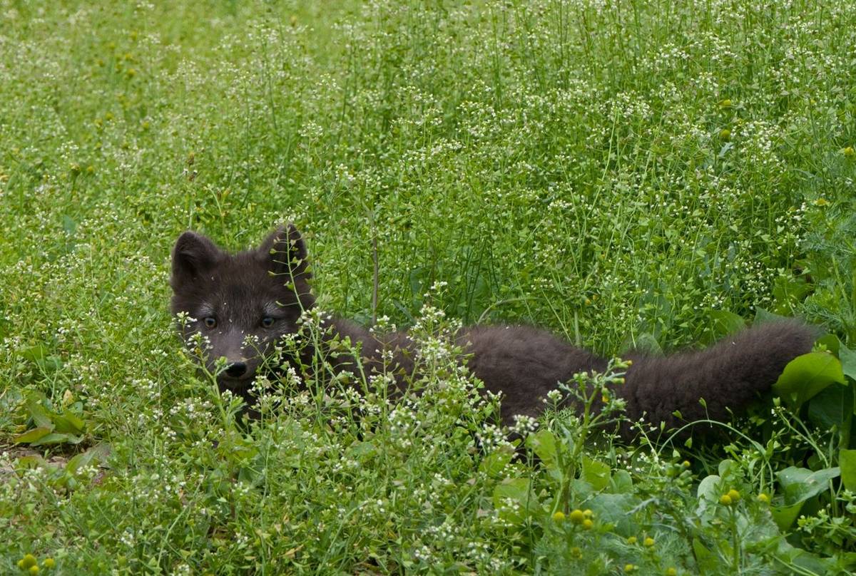 Arctic Fox, Iceland