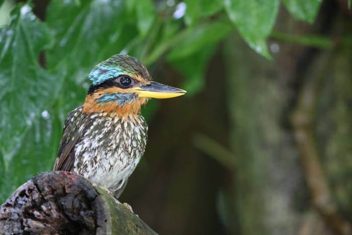 Spotted Wood-kingfisher
