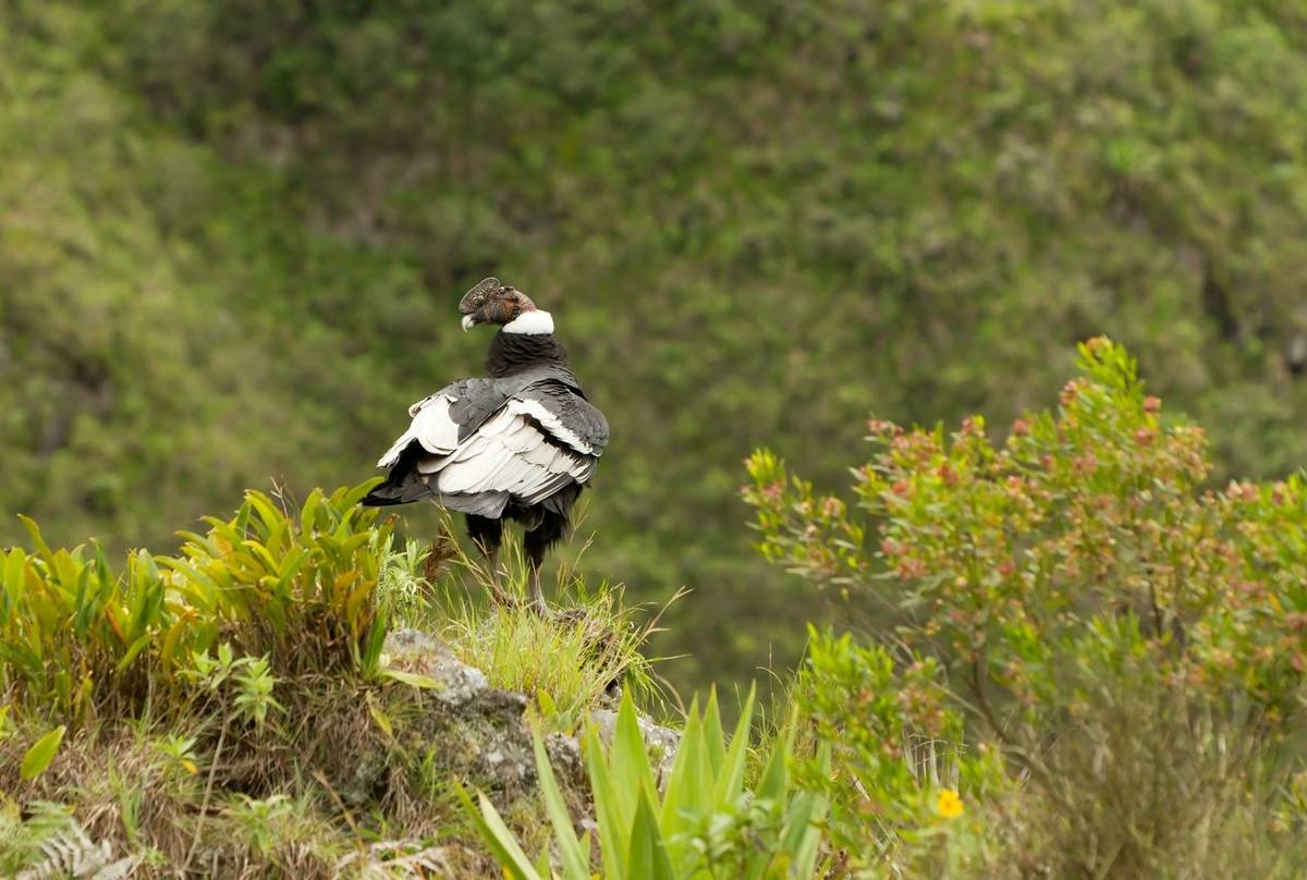 Andean Condor.