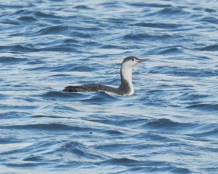 Red-throated Diver (Mike Langman).jpg