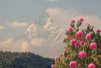 Rhododendrons and Machapuchare peak
