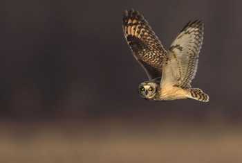 Short-eared Owl shutterstock_1726603420.jpg