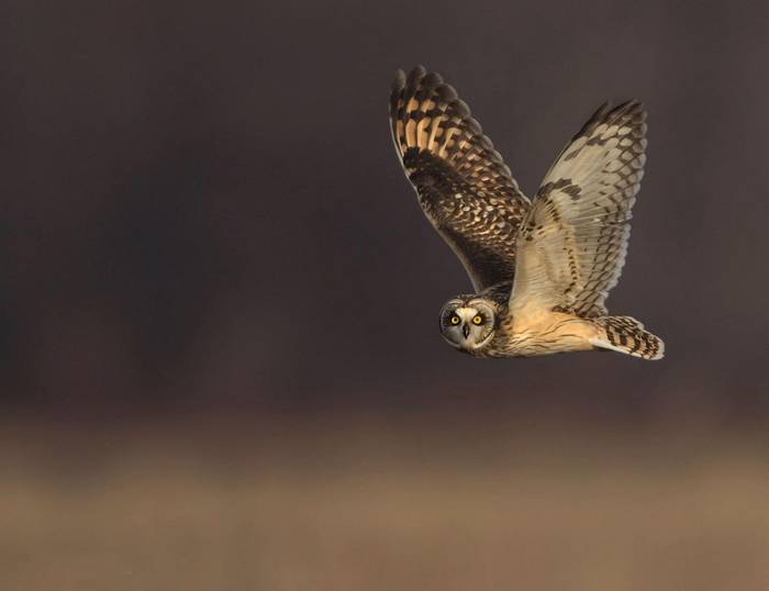 Short-eared Owl shutterstock_1726603420.jpg