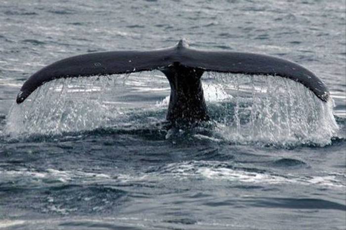 Humpback Whale (Malcolm Stott)