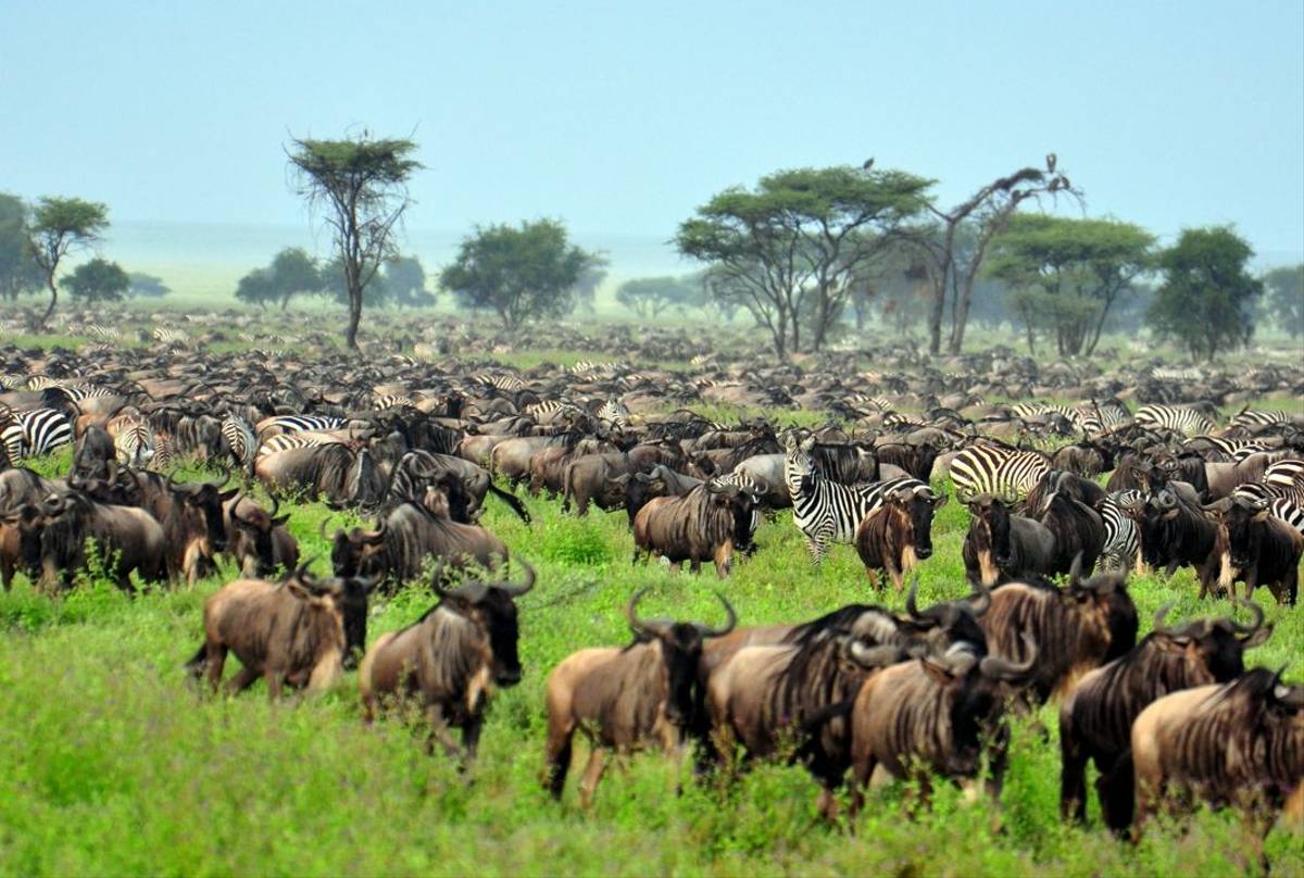 Blue Wildebeest