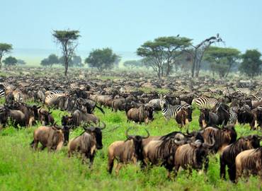 Tanzania's Great Migration