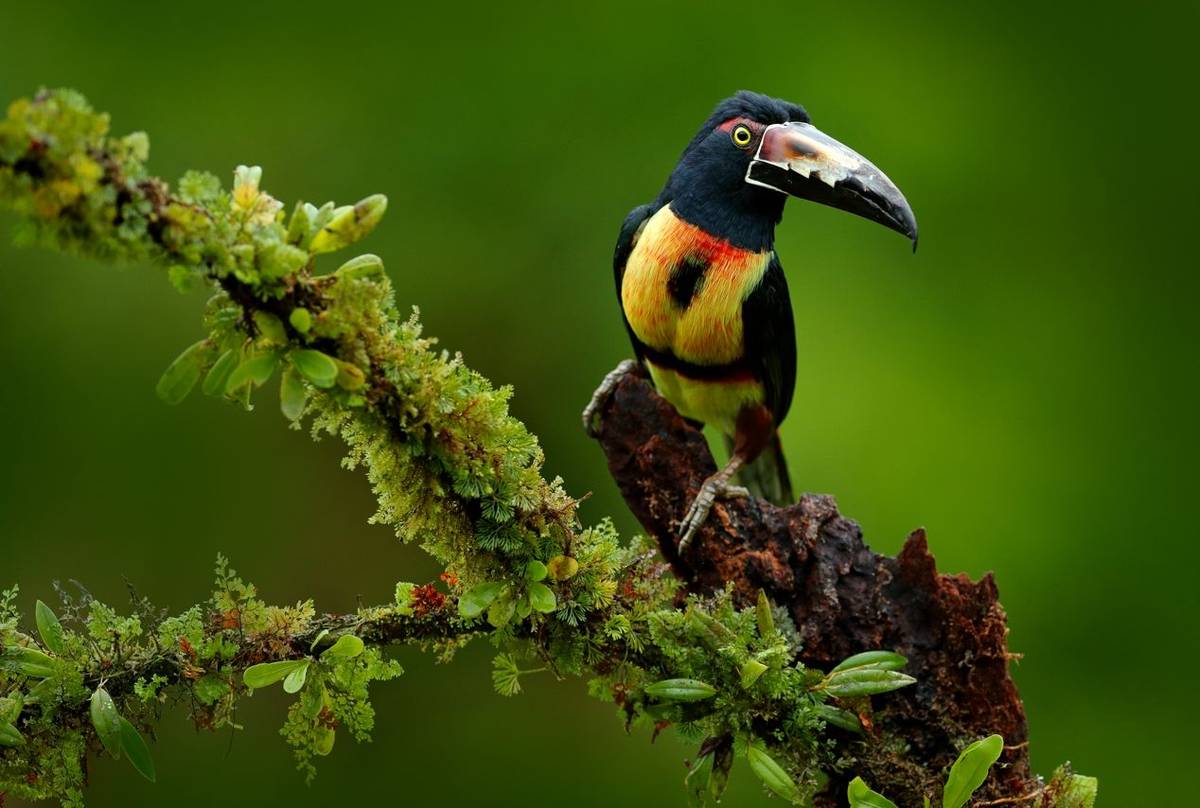 Collared Aracari shutterstock_606790991.jpg
