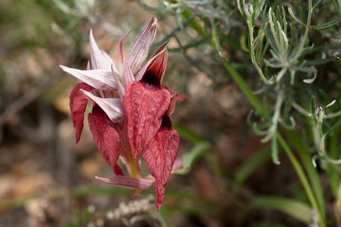 Tongue Orchid (Serapias cordigera) Italy Shutterstock 1345342997