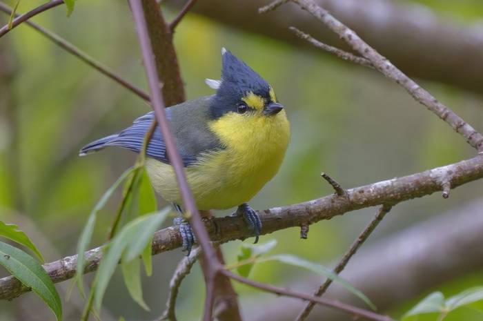 Yellow Tit © participant Alex Kozlenkov, March 2025