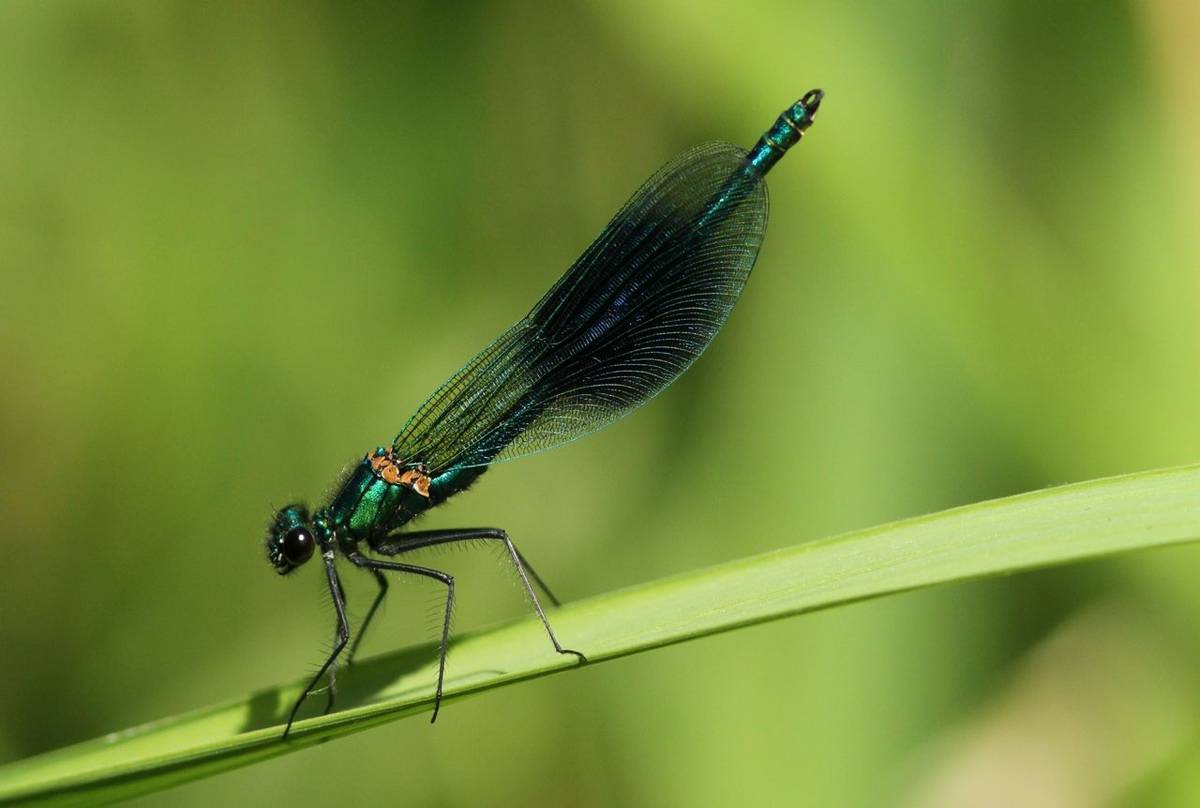 Banded Demoiselle (Marc Heath).jpg