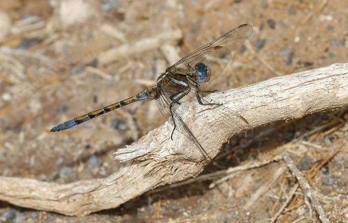 Epaulet Skimmer © Dave Jackson, November 2025 tour