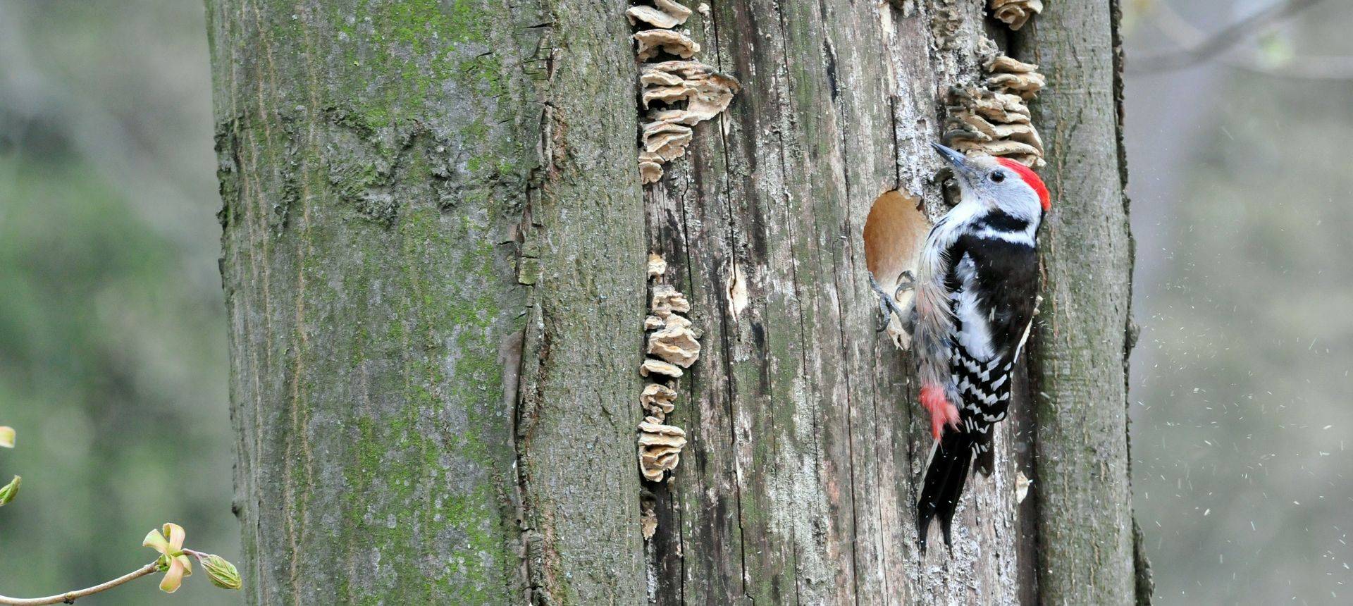Middle-spotted Woodpecker
