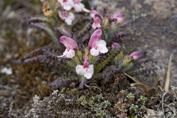 Hairy Lousewort.jpg