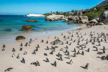 Penguin Colony   Boulders Beach, Cape Town, South Africa. Shutterstock 200031341
