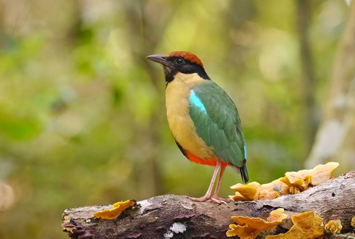 Noisy Pitta