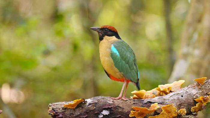 Noisy Pitta