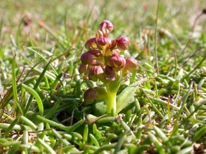 Fair Isle - Frog Orchid (FIBO).jpg