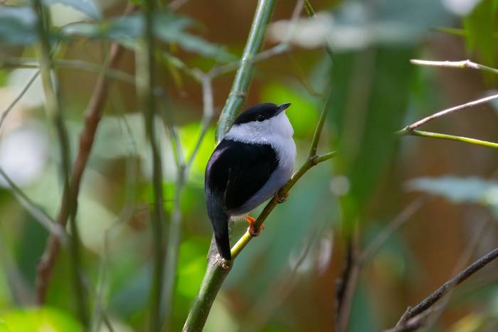 White-bearded Manakin © James Warren, May 2026 (3).jpg