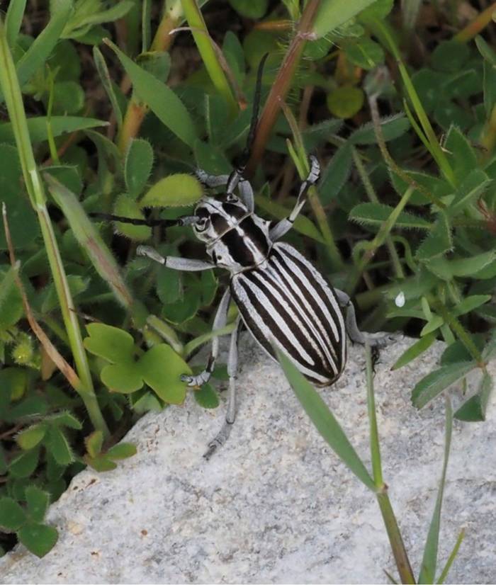 Dorcadion (Cribridorcadion) buresi © Dr Peter Vaughan, April 2026 tour