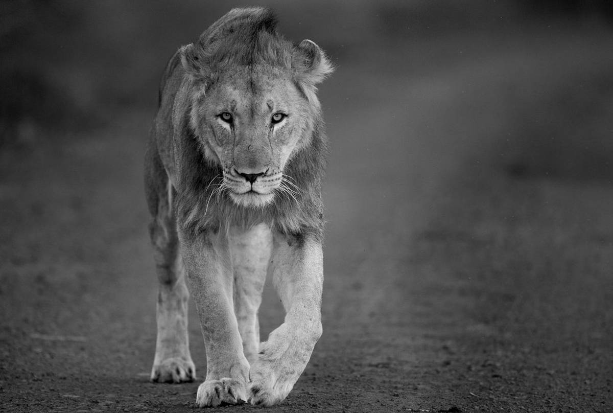 Lion (Jonathan Lewis)