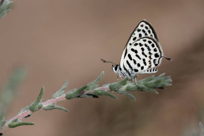 Common Tiger Blue, Spain shutterstock_2406327693.jpg