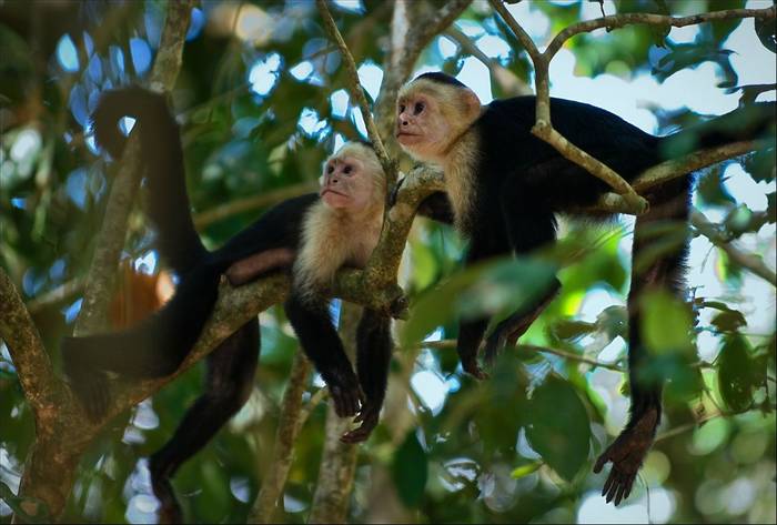 White-faced Capuchins