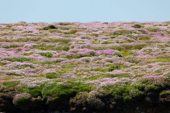 Thrift (Annet, Isles of Scilly).jpg
