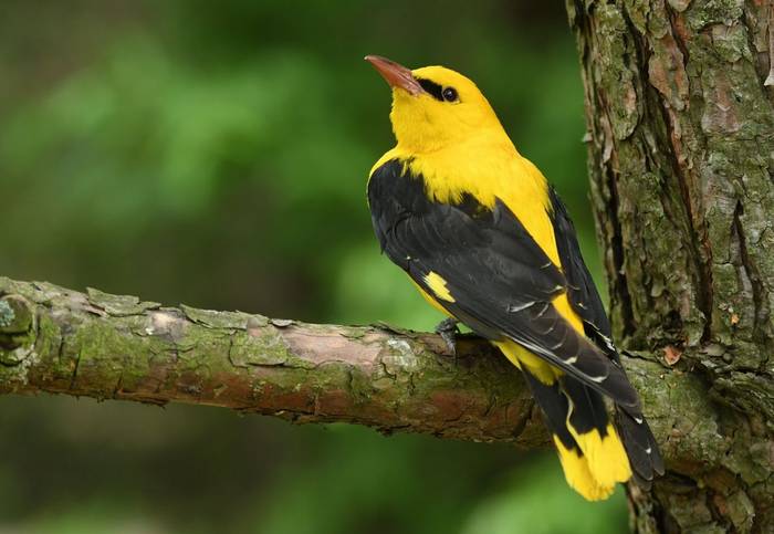 Golden Oriole