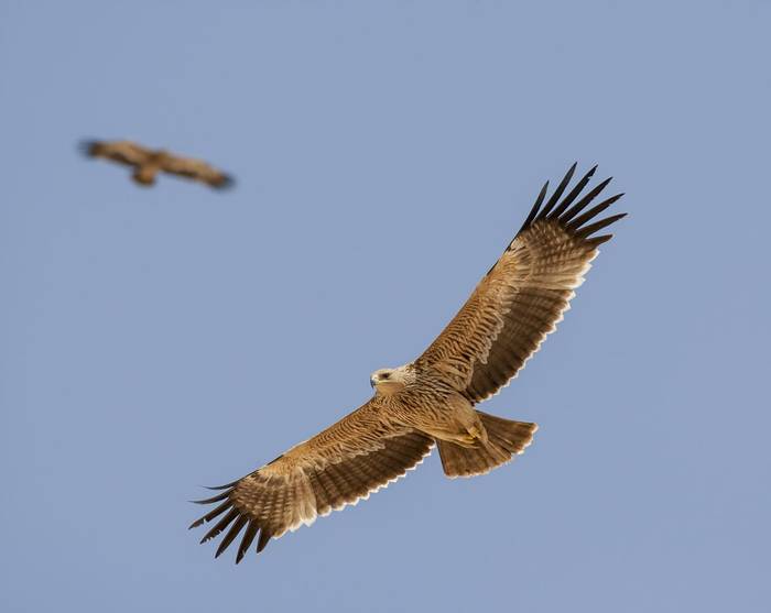 Eastern Imperial Eagle shutterstock_263312507.jpg