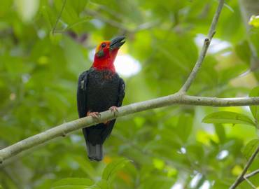 Birding Borneo - The Best of Sabah