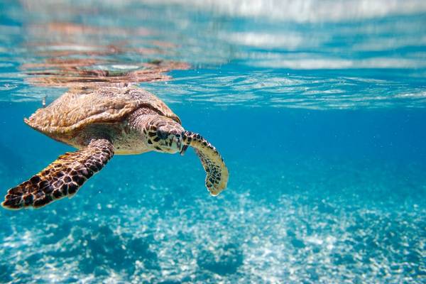 Hawksbill Turtle, Seychelles. shutterstock_68699539.jpg